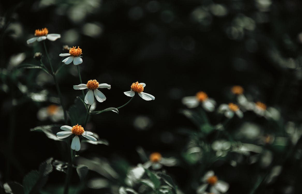Nahaufnahmefoto Der Weißen Blütenblattblume
