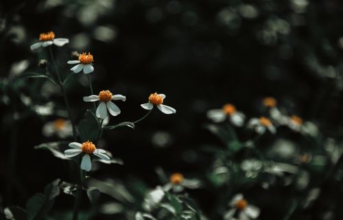 Free Close-up of white wildflowers with orange centers in a lush garden during summer. Stock Photo