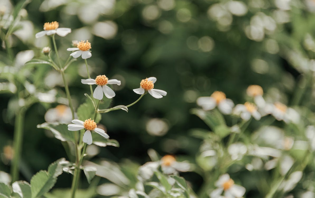 Flores De Pétalos Blancos