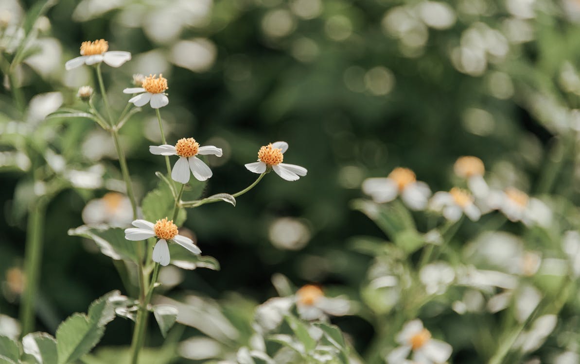 Kostenlos Weiße Blütenblätter Stock-Foto