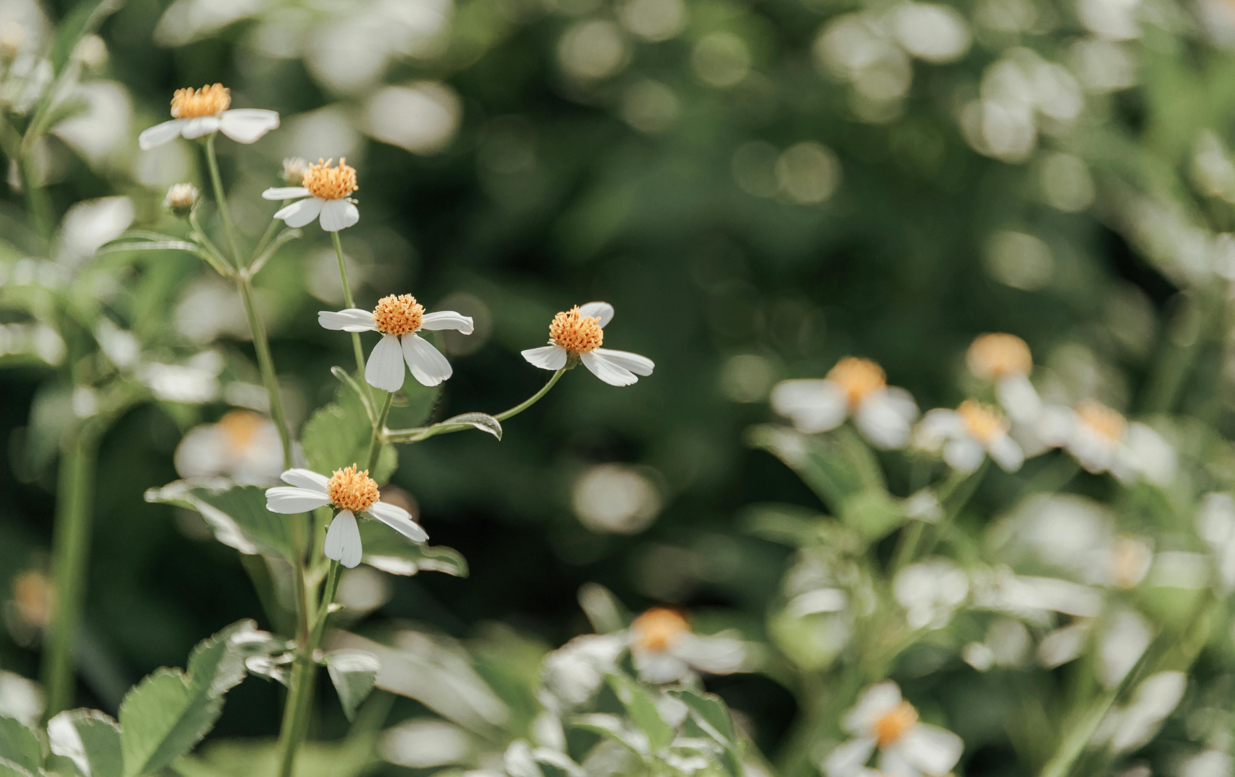 Close Up Photo of a Bed of White Flowers · Free Stock Photo - 4256 x 2676 jpeg 1244kB