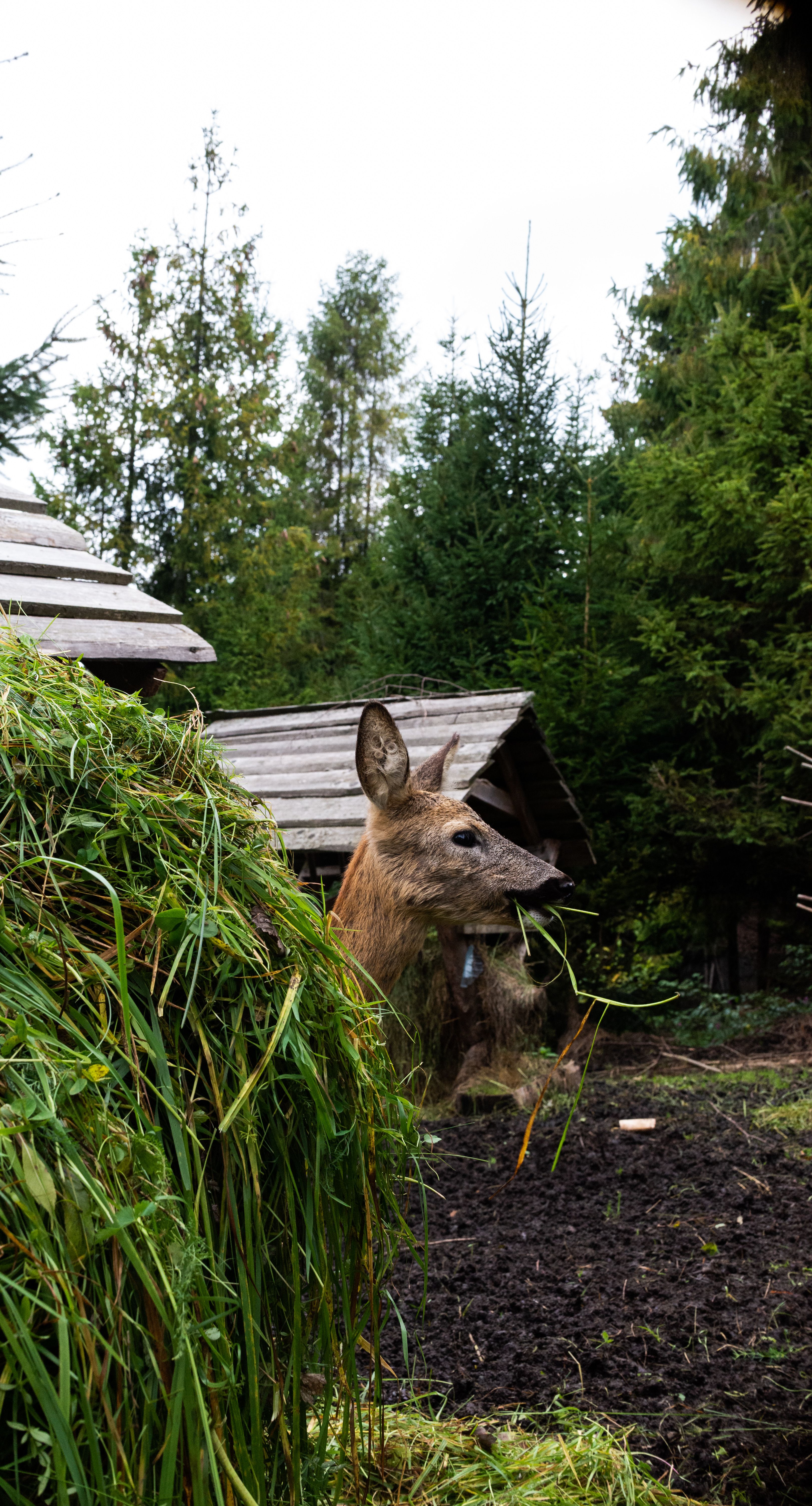 A wild deer feeding on grass in a forest clearing surrounded by wooden structures in Ukraine.