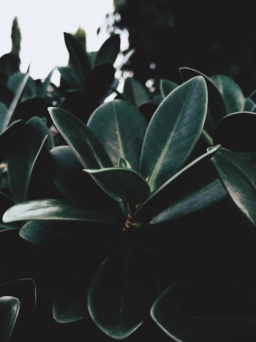 Безкоштовне стокове фото на тему «pexels, декоративні рослини, заводи»