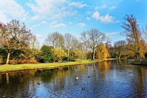 Free Idyllic park scene with ducks swimming and trees reflecting in a tranquil lake. Stock Photo