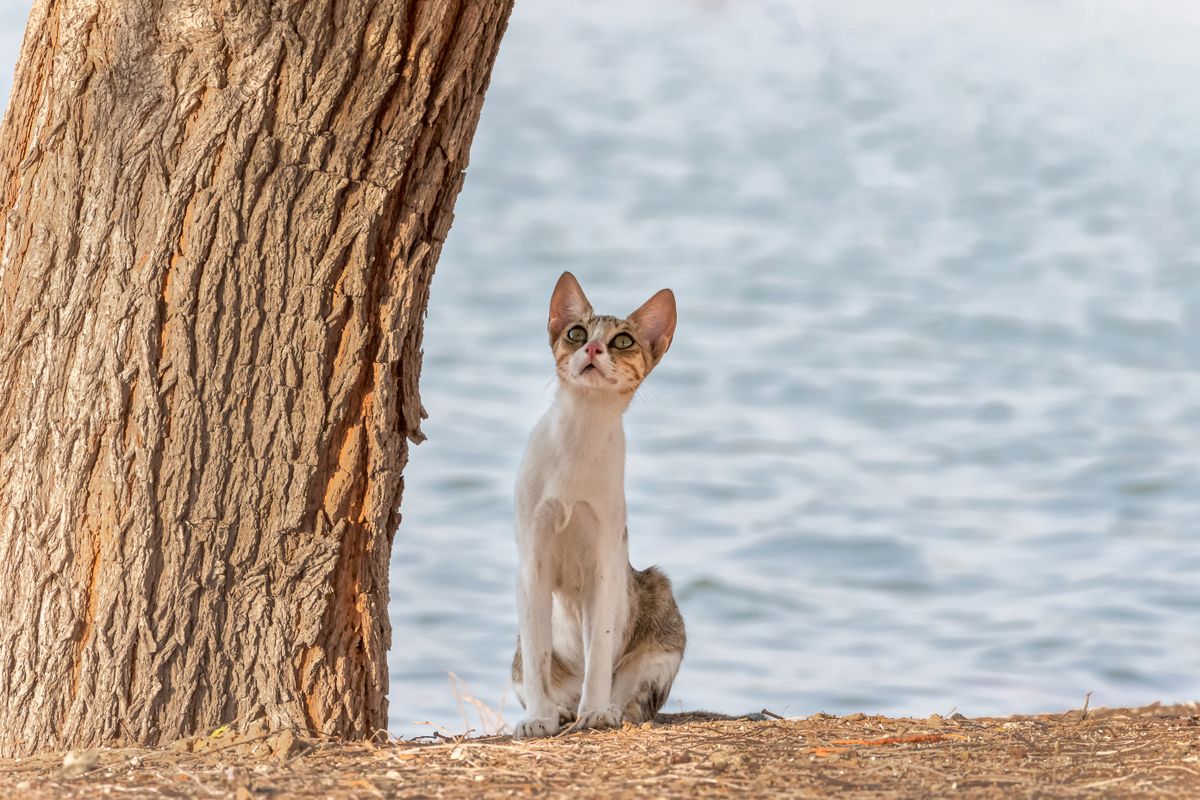 A resident observes a community cat with the small notch used by the TNVR programme.