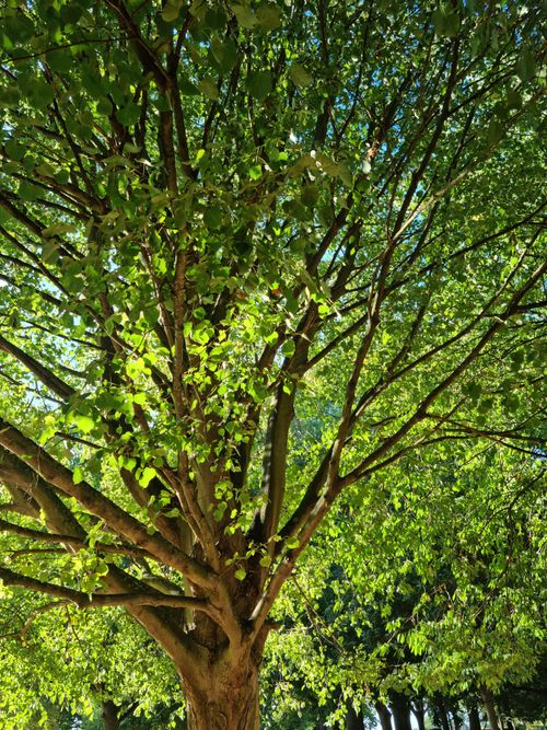 Free Lime Tree Stock Photo