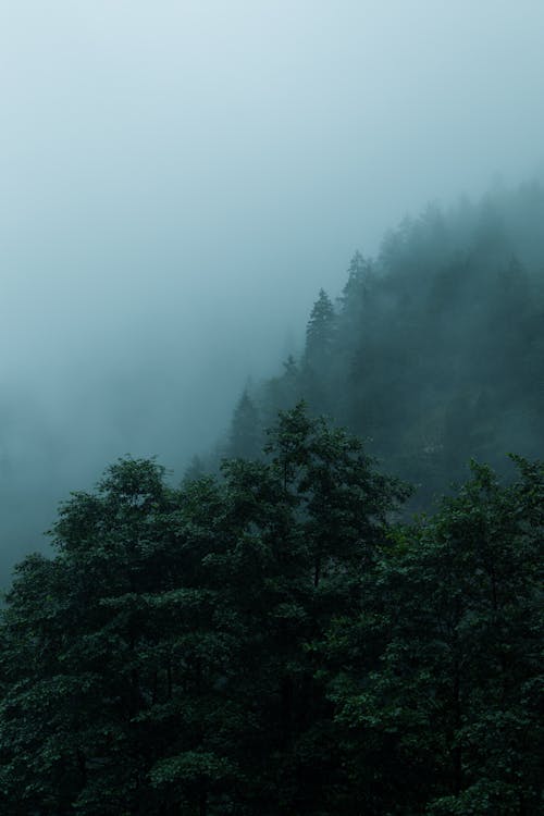 Green Trees Covered with Fog
