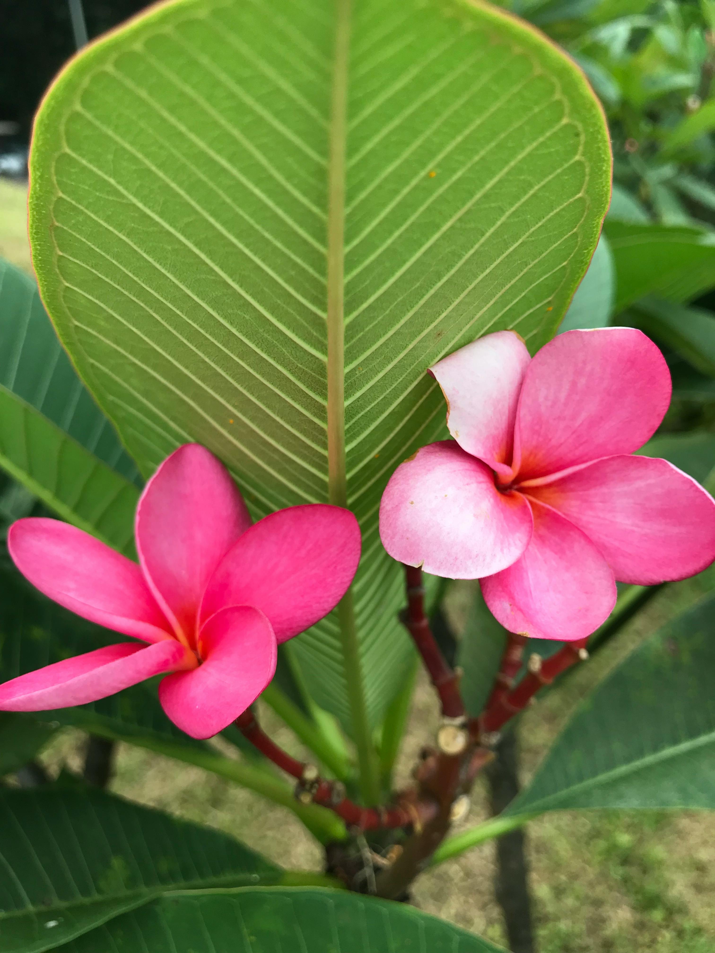 ピンクの花 プルメリア 熱帯の花の無料の写真素材