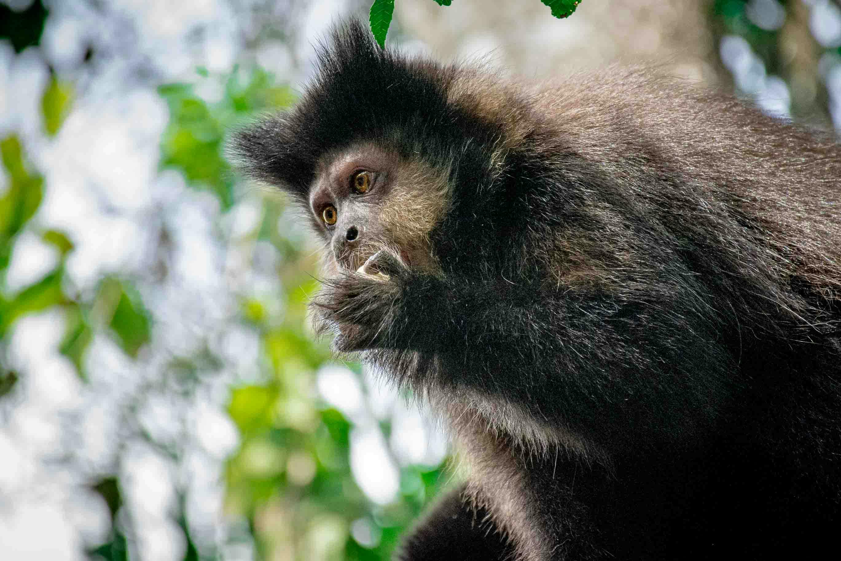 Photo Of Monkey · Free Stock Photo