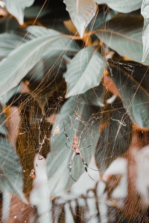Gratis lagerfoto af edderkop, edderkoppesilke, insekt