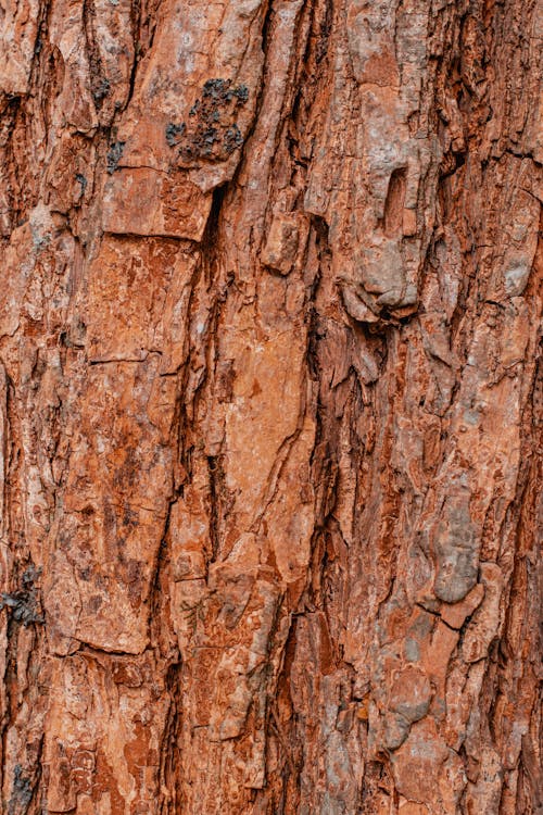 Ingyenes stockfotó fatörzs, nagy fa, textúra háttér témában