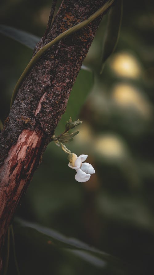 White Flower on Brown Tree Trunk
