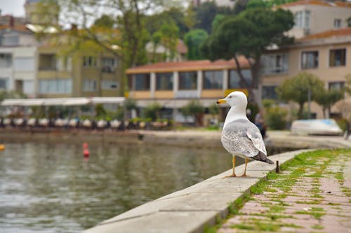 Gull Perched on Concrete Near Lake