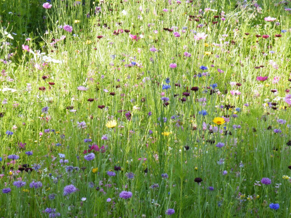 Free Colorful wildflowers blooming in a sunny field in Provency, France. Stock Photo