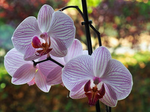Free stock photo of flower, orchid