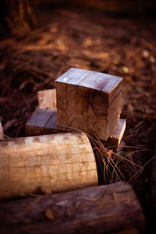 Foto profissional grátis de árvore, casca, madeira cortada