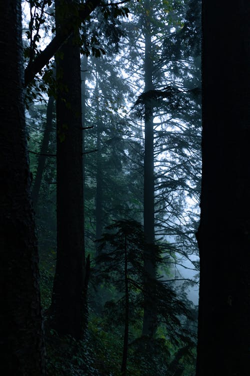 A Set of Tall Trees in a Forest with Fog