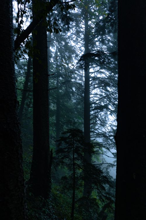 Dense woodland by Çağla Ateş on Pexels