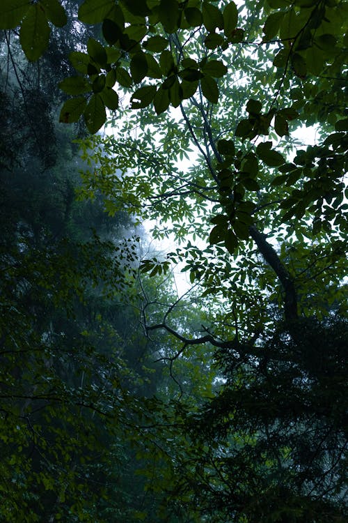 低角度拍攝, 垂直拍摄, 森林 的 免费素材图片