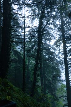 Discover the serene beauty of a misty forest, filled with tall trees and lush greenery shrouded in fog.. pexels, discover, se