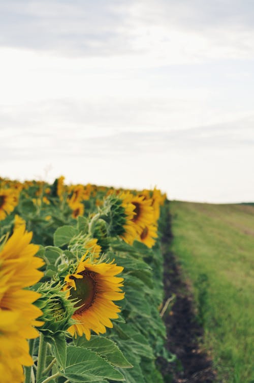 Sunflower Plantation in an Agricultural Land
