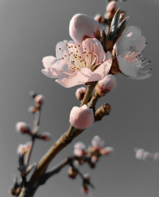 Fotomural Toma macro detallada de flores de durazno floreciendo contra un suave cielo gris, capturando la esencia de la primavera.