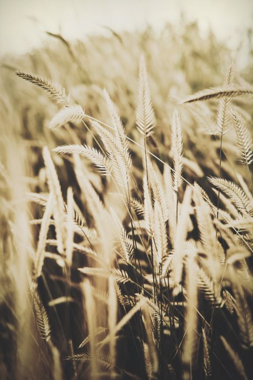 Free Beautiful close-up of wheat stalks in a golden wheat field. Soft light and dreamy mood. Stock Photo