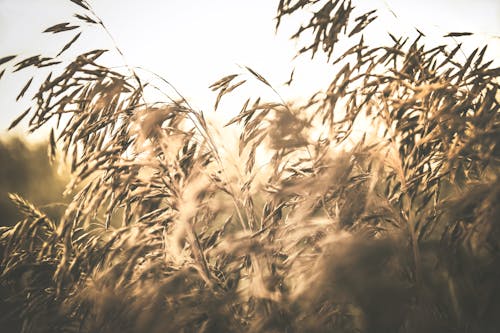 Brown Wheat Field