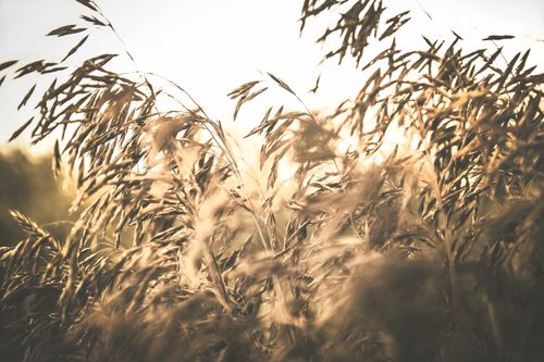 Free Close-up of golden wheat field swaying in the gentle summer sunrise light, creating a serene and peaceful atmosphere. Stock Photo