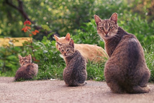 ¿Qué significa soñar con muchos gatos?