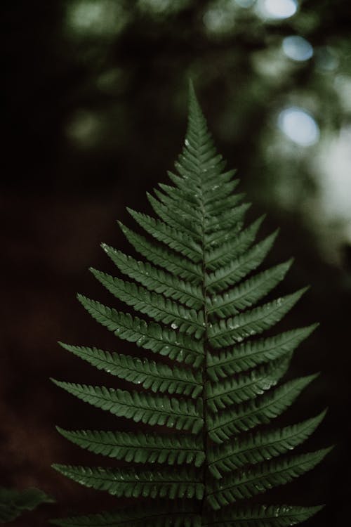 Green Fern Plant in Close Up Photography