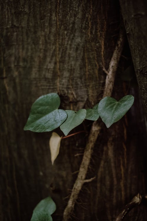 Foto stok gratis Daun-daun, kayu, tanaman merambat