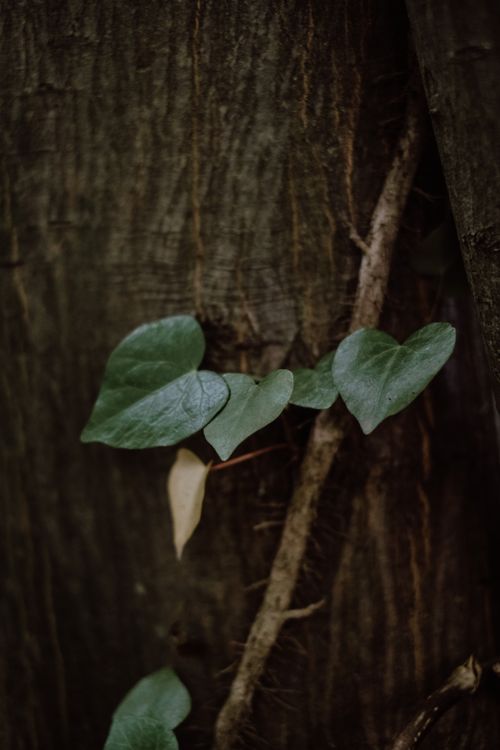 Free Detailed image of green vines climbing a textured tree trunk in a natural setting. Stock Photo