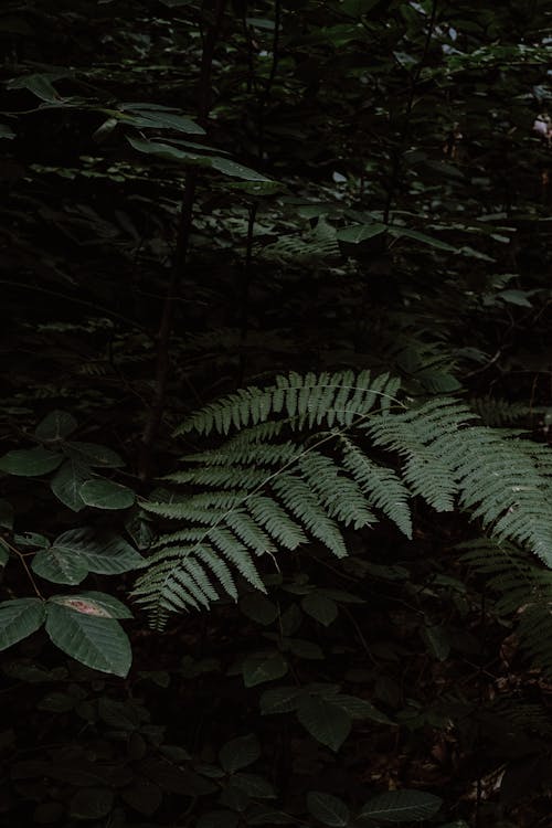 Green Plants in the Forest