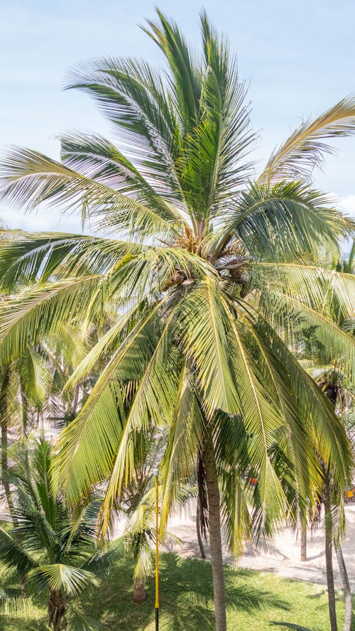 бесплатная Бесплатное стоковое фото с вертикальный выстрел, кокос, морской берег Стоковое фото