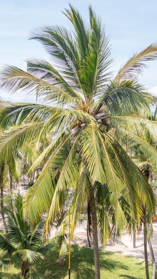 Foto stok gratis daun palem, kelapa, pantai