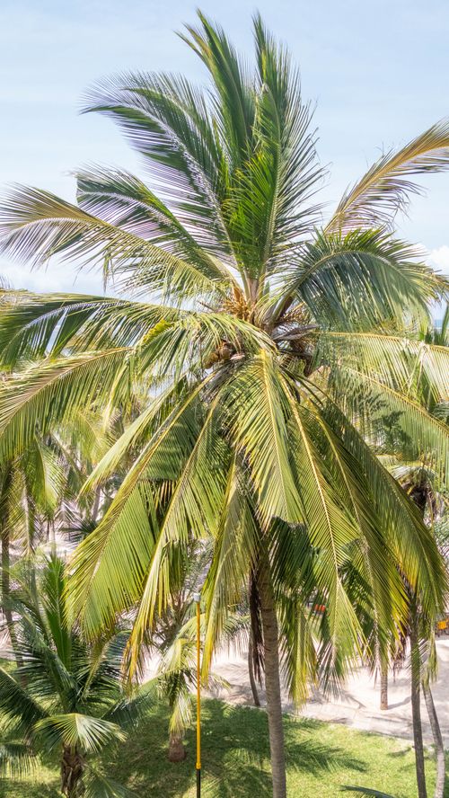 Free Explore the allure of a vibrant palm tree in a sunny tropical setting, perfect for travel themes. Stock Photo