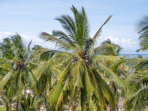 Photos gratuites de ciel bleu, cocotiers, feuilles de palmier