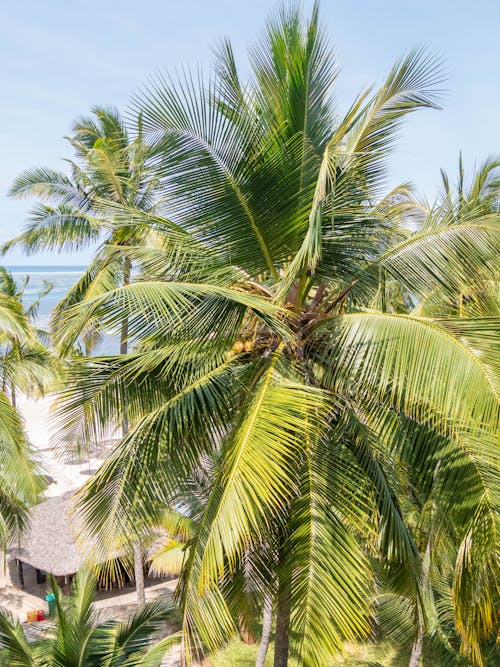Imagine de stoc gratuită din faleză, fotografiere verticală, frunze de palmier