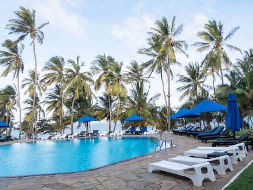 Free stock photo of palm trees, pool deck, swimming pool