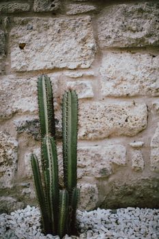 Green Cactus Plant on Brown Brick Wall