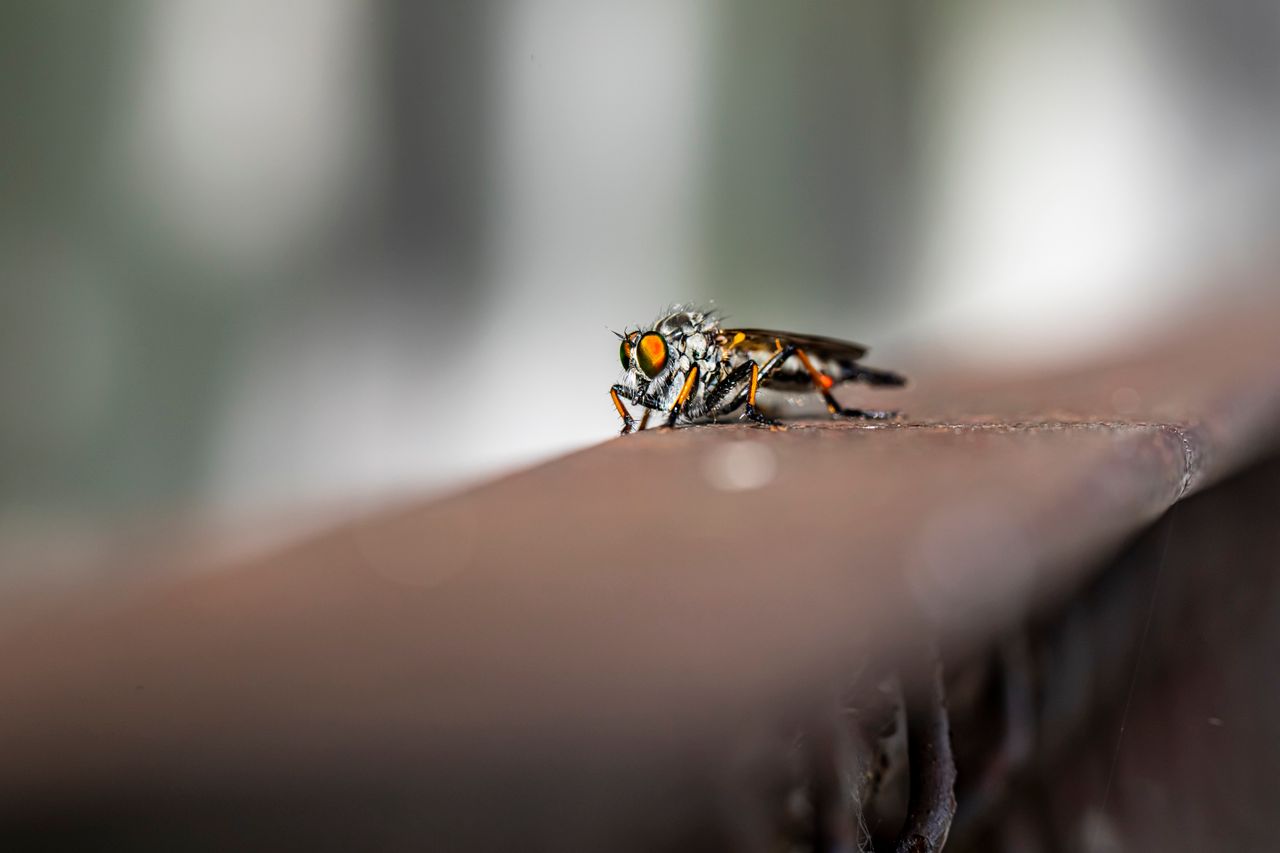 a detailed macro shot of a robber fly perched on a metal surface showc