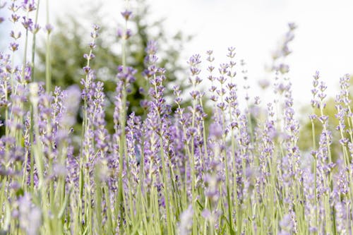 Free stock photo of bright background, lavender, lavender farm