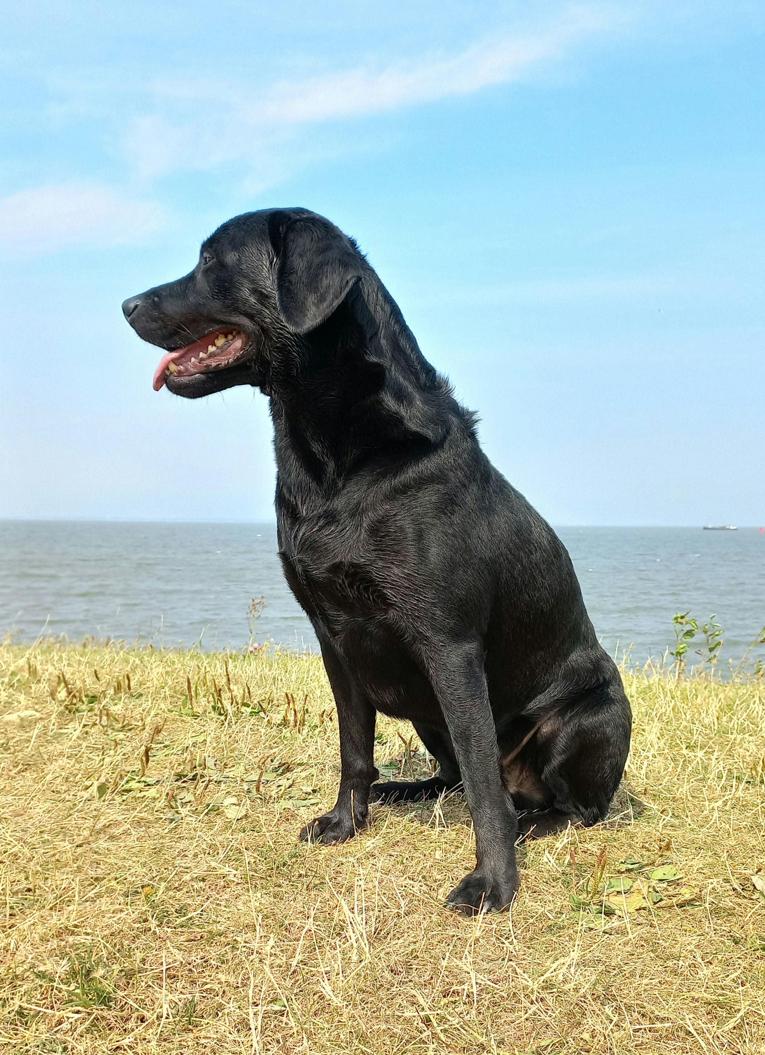 black labrador retriever on grass