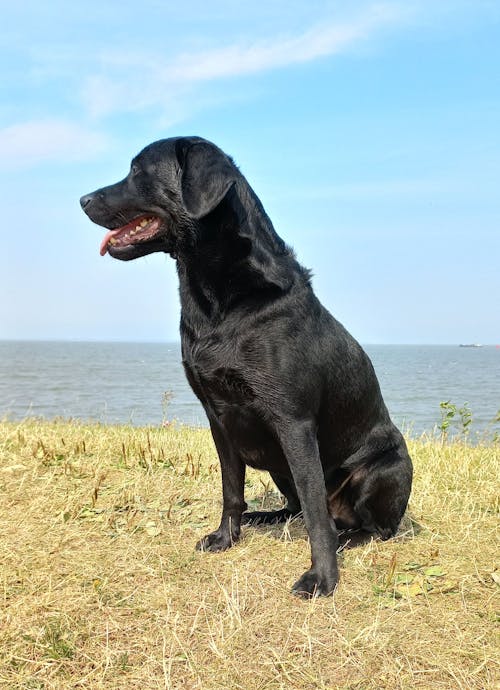 grátis Foto profissional grátis de acasalar, animal de estimação, cachorro preto Foto profissional
