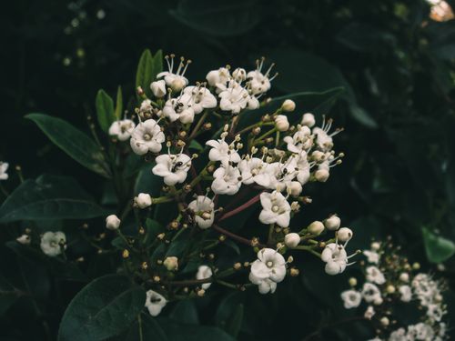 Free Detailed view of a cluster of white Laurustinus flowers with lush green leaves. Stock Photo
