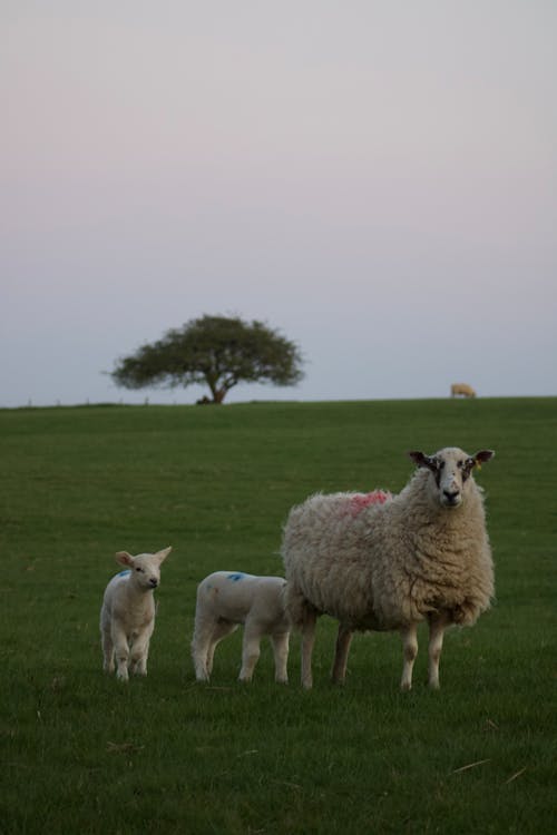 Sheep on Green Grass Field