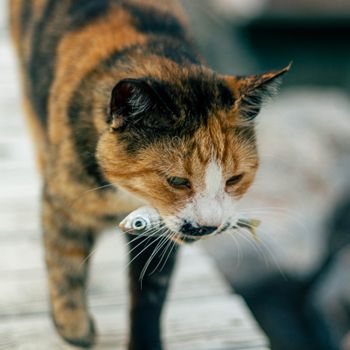 Don’t F**k with Cats: Hunting an Internet Killer