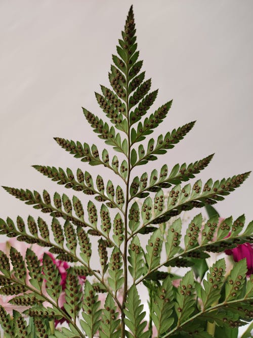 Darmowe zdjęcie z galerii z lastreopsis, liść palmy, liście