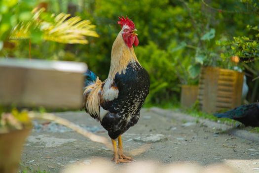 Close-up of a rooster standing in a vibrant garden in Colombia.